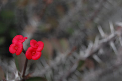 Close-up of red flower against blurred background