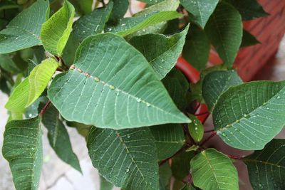 Close-up of leaves