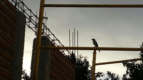 Low angle view of birds perching against clear sky