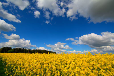 Scenic view of oilseed rape field against cloudy sky