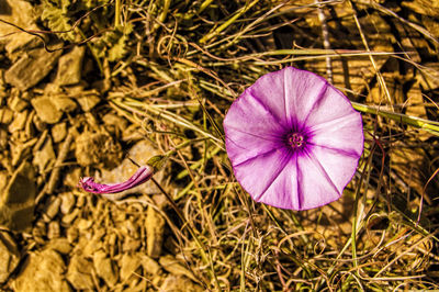 Directly above shot of purple flower growing on field