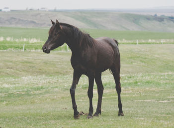 horse
