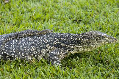 Borneo lizard on nature place
