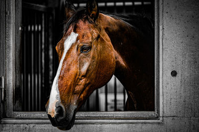 Horse standing in stable