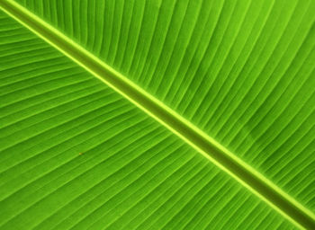 Full frame shot of palm leaf