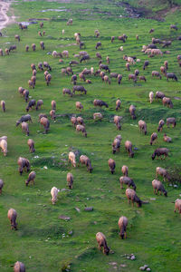 Herd of buffalo grazing in the field