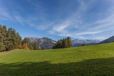 Green meadow and trees with the sciliar and the catinaccio in the background, val di tires, italy