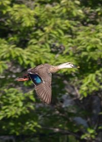 Bird flying over a tree