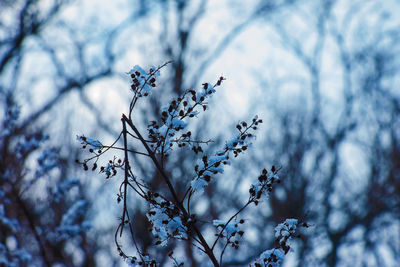 The seeds of an inflorescence of gray spirea with white snow are on a blurred gray background 