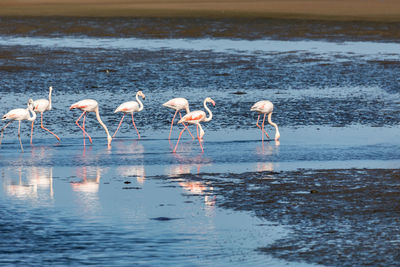 Flock of birds in lake