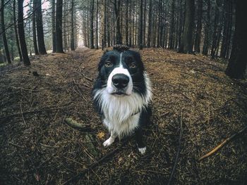 High angle portrait of dog sitting on field against trees at forest