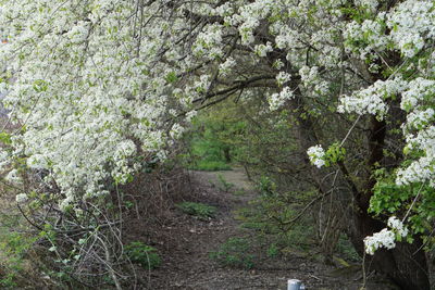 Flowering plants on tree trunk