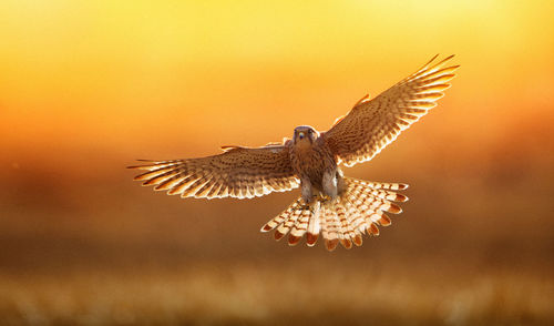 Close-up of kestrel flying