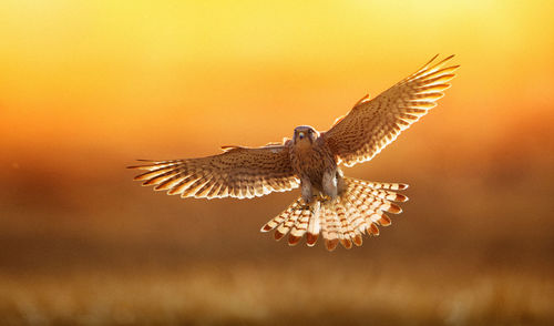 Close-up of kestrel flying