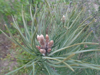 Close-up of flower growing outdoors