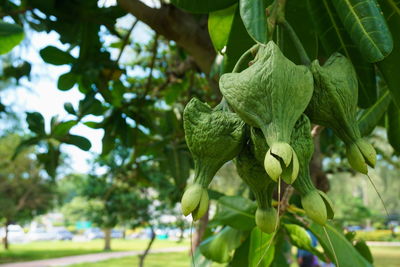 Close-up of a tree