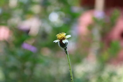 Close-up of white flower on plant