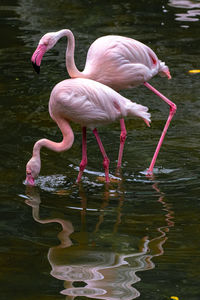 Flamingo drinking water in a lake