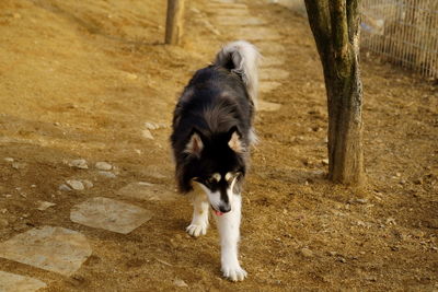 Dog in park