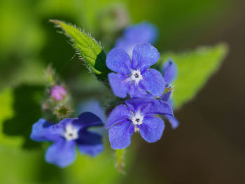 Close-up of purple flowering plant