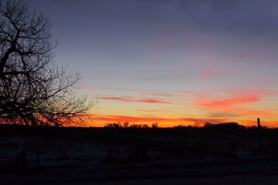 Silhouette of trees at sunset