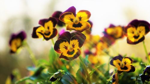 Close-up of yellow flowering plant