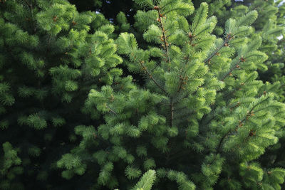 Close-up of pine tree in forest