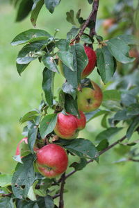 Close-up of apples growing on tree