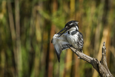 Close-up of bird perching on a tree