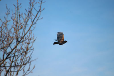 Low angle view of bird flying against clear blue sky