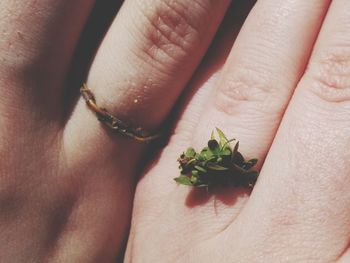 Close-up of woman hand holding flower