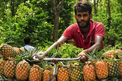 Farmer transporting pineapple by bicycle 