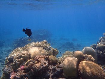 Fishes swimming in sea