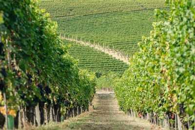 Rows of vines of black nebbiolo grapes with green leaves in the vineyards, piemonte, langhe, italy