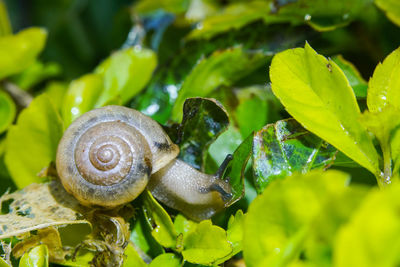 Close-up of snail on leaf