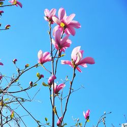 Low angle view of pink flowering plant against clear blue sky