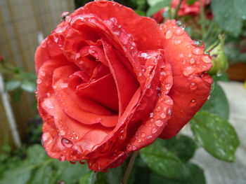 Close-up of wet red rose blooming outdoors