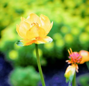 Close-up of yellow flower blooming outdoors