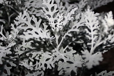 Close-up of flowering plant leaves