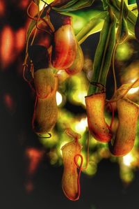 Close up of plant against blurred background