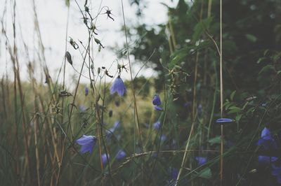 Close-up of flowers growing in field