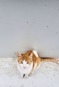 Portrait of cat sitting on wall