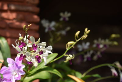 Close-up of pink flowering plant