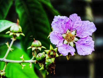 Close-up of bee pollinating on purple flower