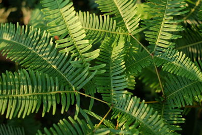 Close-up of green leaves on tree