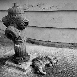 Cat on sidewalk by wall