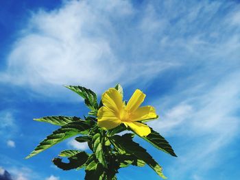 Low angle view of yellow flowering plant against blue sky