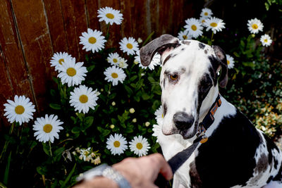 Great dane sitting against daisy flowers growing in yard