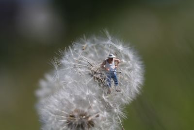 Close-up of dandelion flower