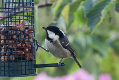 Close-up of bird perching on feeder